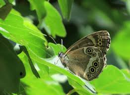 Attēlu rezultāti vaicājumam “Lopinga achine underside”