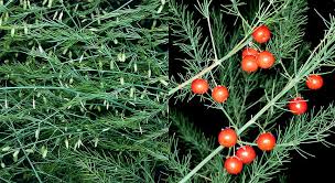 Attēlu rezultāti vaicājumam “Asparagus officinalis fruit”