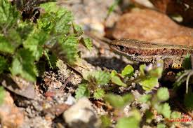 Attēlu rezultāti vaicājumam “Lacerta vivipara”