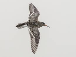 Attēlu rezultāti vaicājumam “Calidris maritima adult”