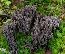 Attēlu rezultāti vaicājumam “Thelephora palmata”