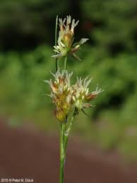 Attēlu rezultāti vaicājumam “Luzula multiflora”