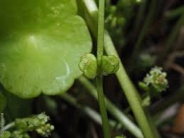 Attēlu rezultāti vaicājumam “Hydrocotyle vulgaris bud”