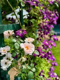 Attēlu rezultāti vaicājumam “Clematis flower”