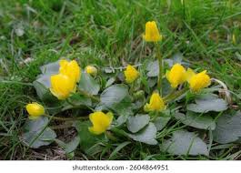 Attēlu rezultāti vaicājumam “Ficaria verna”