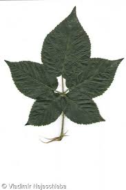 Attēlu rezultāti vaicājumam “Rubus nessensis”