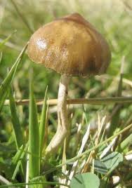 Image result for "Selva Pascuala"