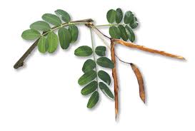 Attēlu rezultāti vaicājumam “Caragana arborescens fruit”