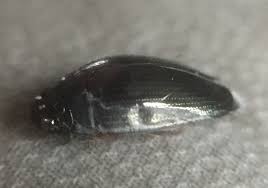 Attēlu rezultāti vaicājumam “Gyrinidae”