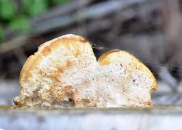 Attēlu rezultāti vaicājumam “Postia fragilis”