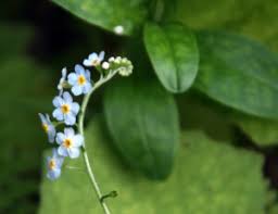 Attēlu rezultāti vaicājumam “Myosotis scorpioides bud”