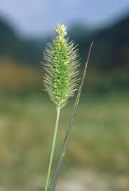 Attēlu rezultāti vaicājumam “Setaria glauca”