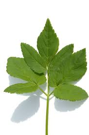 Attēlu rezultāti vaicājumam “Aegopodium podagraria leaf”