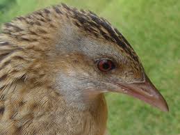 Attēlu rezultāti vaicājumam “Crex crex adult”