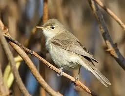 Image result for Hippolais pallida