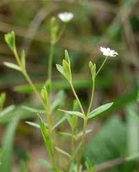 Attēlu rezultāti vaicājumam “Stellaria uliginosa”