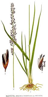 Attēlu rezultāti vaicājumam “Molinia caerulea”