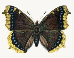 Attēlu rezultāti vaicājumam “Nymphalis antiopa upperside”