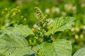 Attēlu rezultāti vaicājumam “Amaranthus retroflexus leaf”