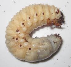 Attēlu rezultāti vaicājumam “Anthrenus sp. larva”