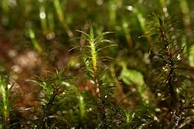 Attēlu rezultāti vaicājumam “Timmia megapolitana”