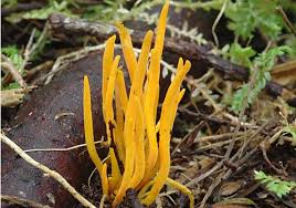 Attēlu rezultāti vaicājumam “Ramariopsis crocea”