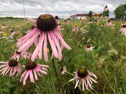 Image result for Echinacea pallida