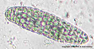 Attēlu rezultāti vaicājumam “Licea minima spores”