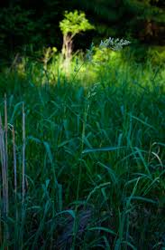 Attēlu rezultāti vaicājumam “Phalaroides arundinacea fruit”