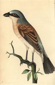 Attēlu rezultāti vaicājumam “Lanius collurio”