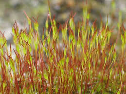Attēlu rezultāti vaicājumam “Campylopus pyriformis sporophyte”