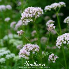 Image result for Valeriana officinalis