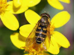 Attēlu rezultāti vaicājumam “Syrphus sp.”