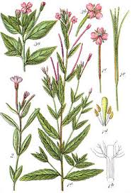 Attēlu rezultāti vaicājumam “Epilobium roseum flower”