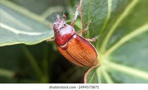 Attēlu rezultāti vaicājumam “Serica brunnea imago”