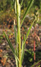 Attēlu rezultāti vaicājumam “Erigeron canadensis”