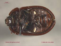 Attēlu rezultāti vaicājumam “Peltis grossa”