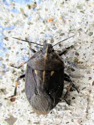 Attēlu rezultāti vaicājumam “Jalla dumosa”