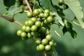 Attēlu rezultāti vaicājumam “Phellodendron amurense fruit”