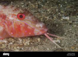 Image result for Pseudupeneus maculatus