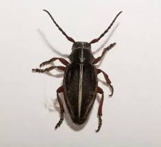 Attēlu rezultāti vaicājumam “Capsus ater imago”