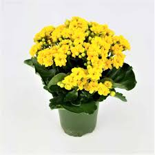 Image result for Kalanchoe blossfeldiana