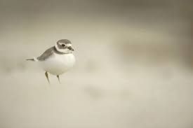 Attēlu rezultāti vaicājumam “Charadrius hiaticula adult”