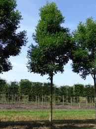 Attēlu rezultāti vaicājumam “Fraxinus pennsylvanica”