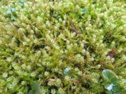 Attēlu rezultāti vaicājumam “Rhytidiadelphus subpinnatus”