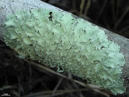 Attēlu rezultāti vaicājumam “Flavoparmelia caperata”