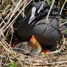 Attēlu rezultāti vaicājumam “Fulica atra eggs”