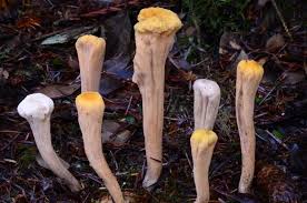 Attēlu rezultāti vaicājumam “Clavariadelphus pistillaris”