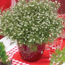 Attēlu rezultāti vaicājumam “Gypsophila muralis”