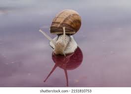 Attēlu rezultāti vaicājumam “Helicidae”